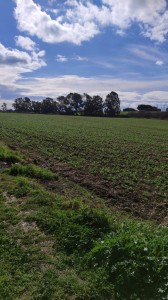 T/182 Terreno con casale