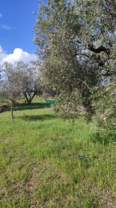 T/182 Terreno con casale Image 6
