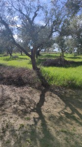 T/182 Terreno con casale Image 8