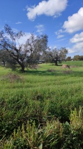 T/182 Terreno con casale Image 9