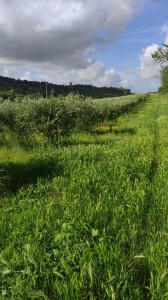 T/185 Terreno agricolo seminativo Image 3