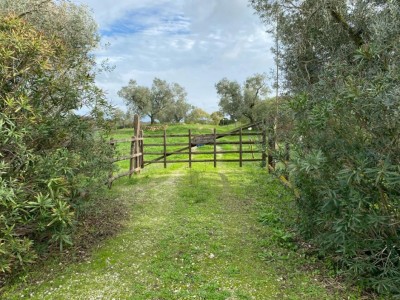 T/191 terreno Borgo San Martino Image 2