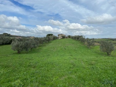 T/191 terreno Borgo San Martino Image 3