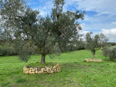 T/191 terreno Borgo San Martino Image 1