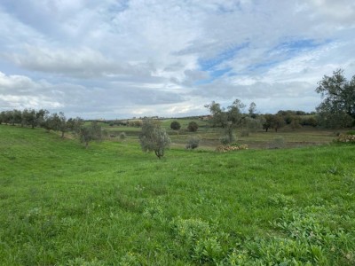 T/191 terreno Borgo San Martino Image 4