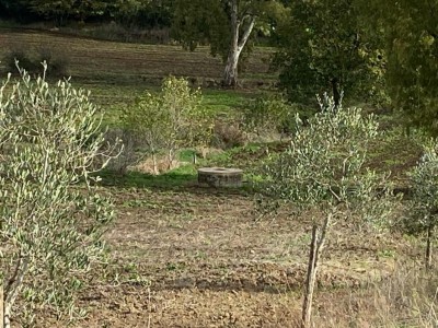 T/191 terreno Borgo San Martino Image 5