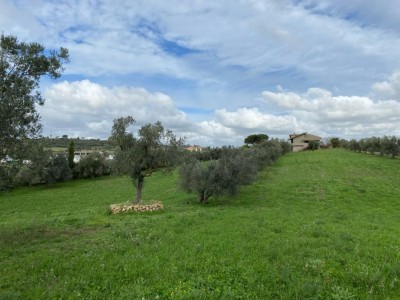 T/191 terreno Borgo San Martino Image 8