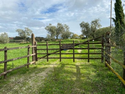T/191 terreno Borgo San Martino Image 9