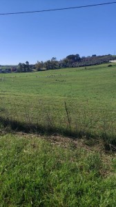 T/196 terreno Borgo San Martino Image 1