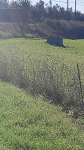 T/196 terreno Borgo San Martino Image 2