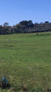 T/196 terreno Borgo San Martino Image 3