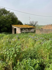 T/198 Due Casette Terreno agricolo Image 2