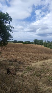 T/207 terreno agricolo Image 1