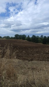 T/207 terreno agricolo Image 2