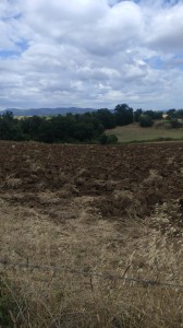 T/207 terreno agricolo Image 3