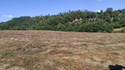 V/295 Casale con terreno Image 9