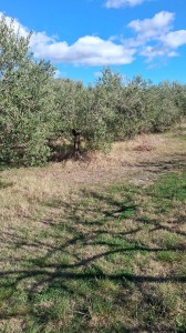T/218 terreno loc. Centocorvi Image 1
