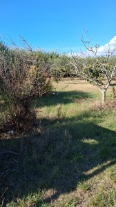 T/218 terreno loc. Centocorvi Image 3
