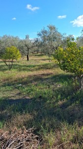 T/218 terreno loc. Centocorvi Image 4