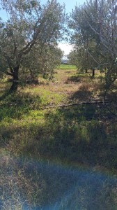 T/218 terreno loc. Centocorvi Image 7