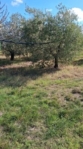 T/218 terreno loc. Centocorvi Image 8
