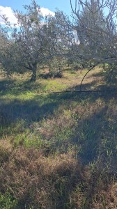 T/218 terreno loc. Centocorvi Image 9