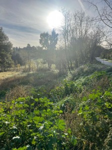 T/219 cerveteri terreno Ponte Coperto Image 11