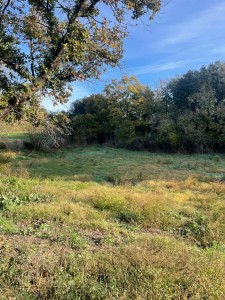 T/219 cerveteri terreno Ponte Coperto Image 7