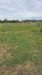T/227 terreno agricolo Image 8