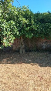 T/229 terreno con magazzino e vigneto Image 3