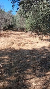 T/229 terreno con magazzino e vigneto Image 6