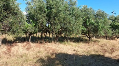 T/229 terreno con magazzino e vigneto Image 2