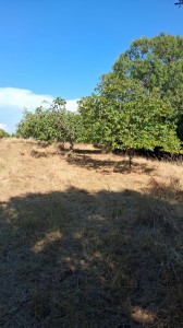 T/229 terreno con magazzino e vigneto Image 7