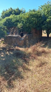 T/229 terreno con magazzino e vigneto Image 5