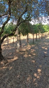 T/229 terreno con magazzino e vigneto Image 8