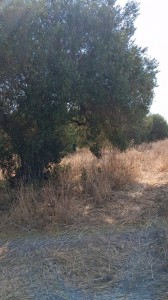 T/232 terreno Via di Zambra Image 3