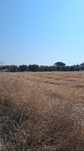 T/232 terreno Via di Zambra Image 1