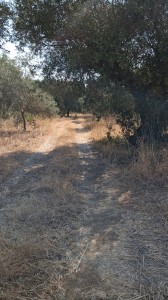 T/232 terreno Via di Zambra Image 4