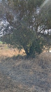 T/232 terreno Via di Zambra Image 6