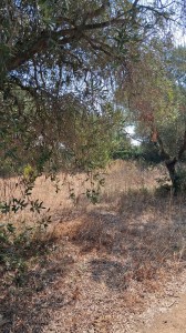 T/232 terreno Via di Zambra Image 7