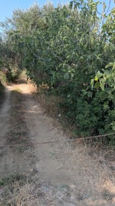 T/232 terreno Via di Zambra Image 9