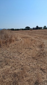 T/232 terreno Via di Zambra Image 8