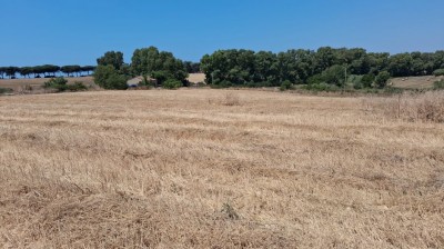 T/233 terreno con c/2 Image 4