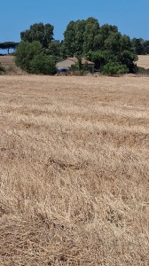 T/233 terreno con c/2 Image 1
