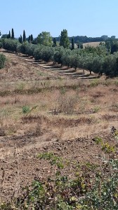 T/234 terreno con uliveto Image 2
