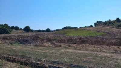 T/234 terreno con uliveto Image 1