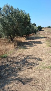 T/234 terreno con uliveto Image 3