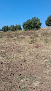T/234 terreno con uliveto Image 5