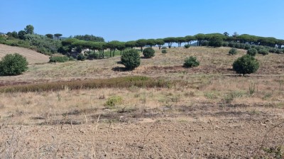 T/234 terreno con uliveto Image 6